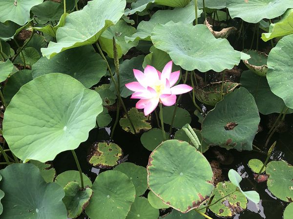 山东天朗环保后花园